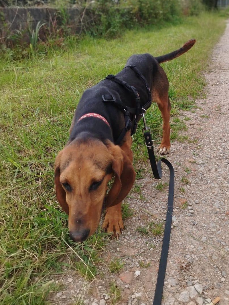 Hund1 Suedspanien