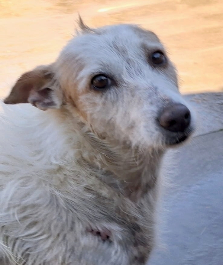 Hund1 Suedspanien