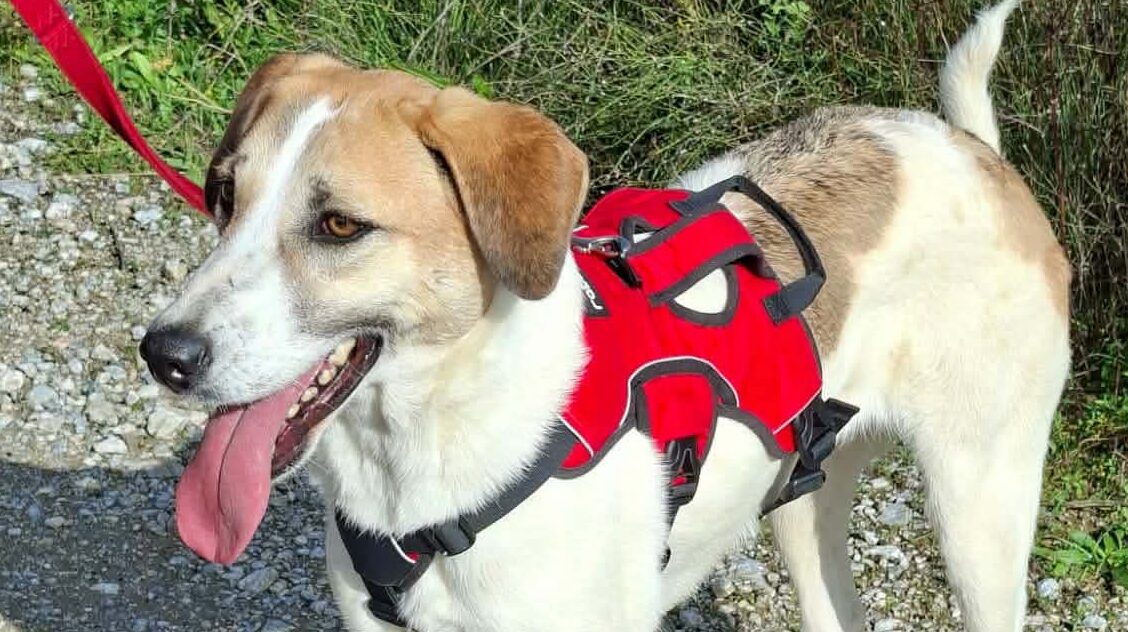 Betty-Alisa 2.2.26 V.