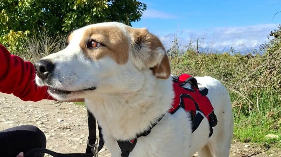 Snow-White Mischling geboren 01.04.2023 Weiblich