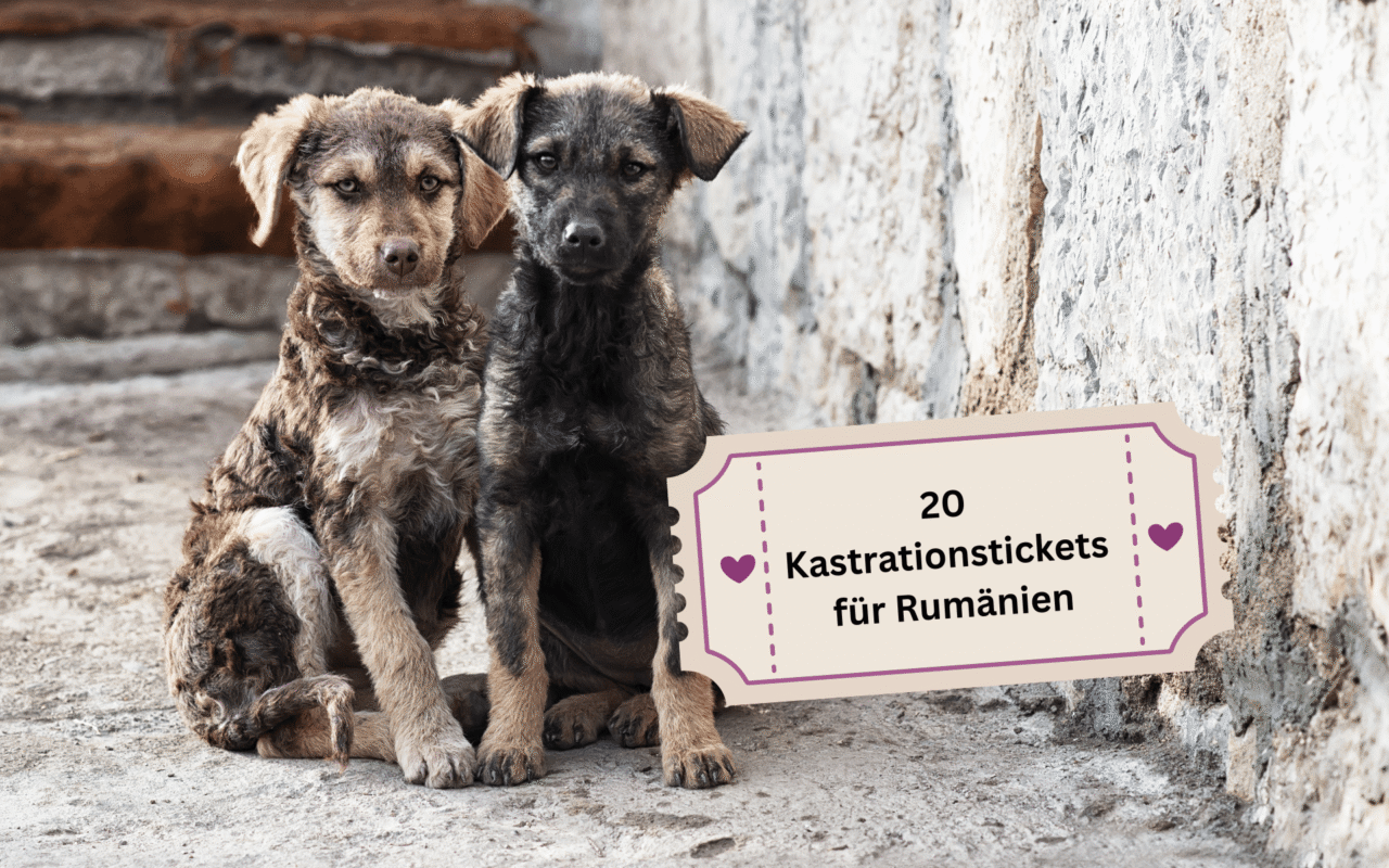 Kastrationstickets Rumänien_maerz26