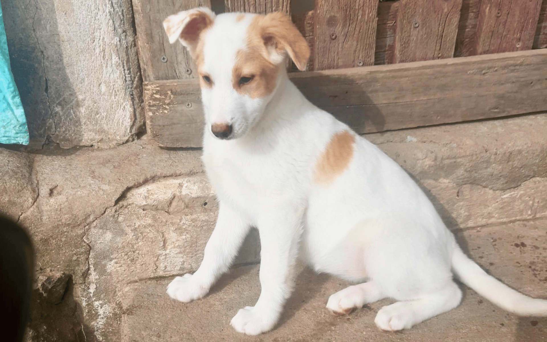 Pflegestelle_fuer_Heidi_2maerz26 kleiner Mischlingswelpe aus Rumänien, weiß-hellbraunes Fell sucht Pflegestelle