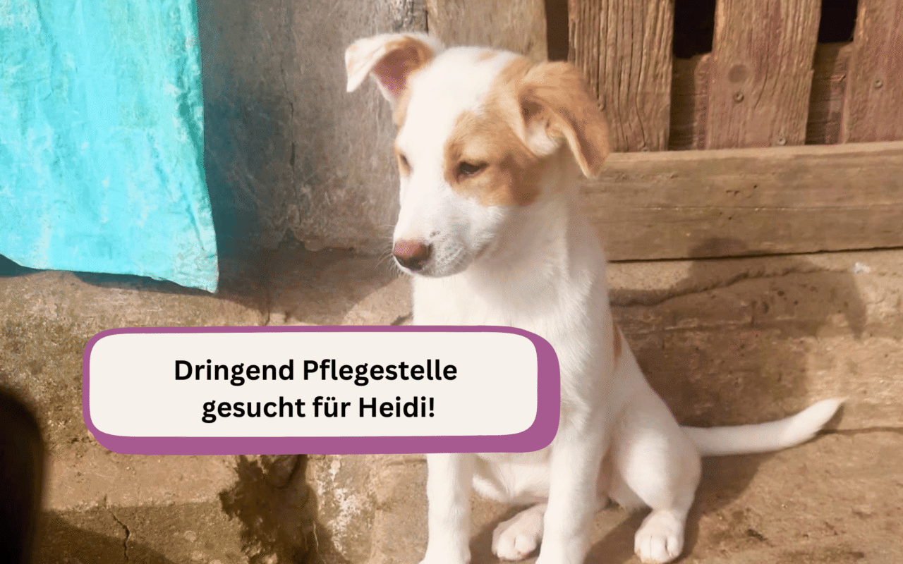 Pflegestelle_fuer_Heidi_maerz26