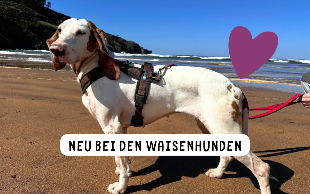 Senda_Newsbild_maerz26