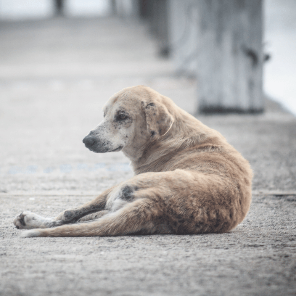 Streuner Rumänien1_maerz26