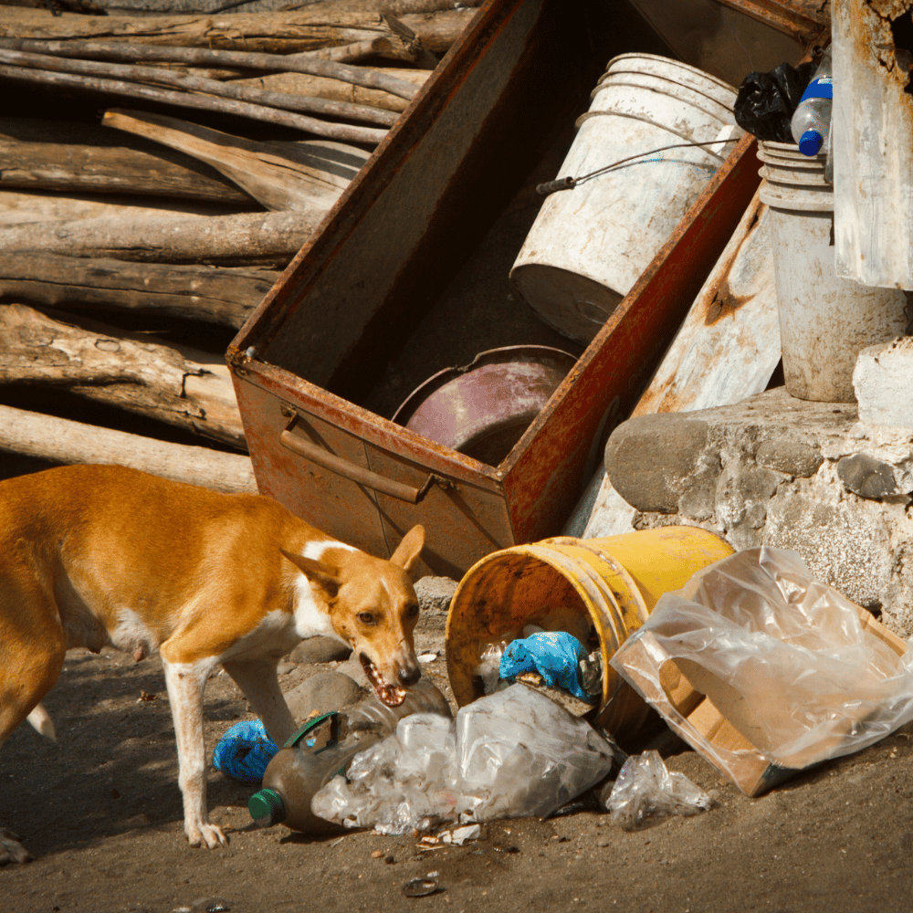 Streuner Rumänien4_maerz26