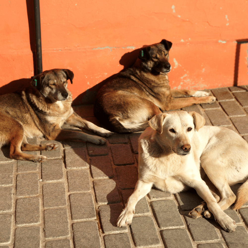 Streuner Rumänien6_maerz26