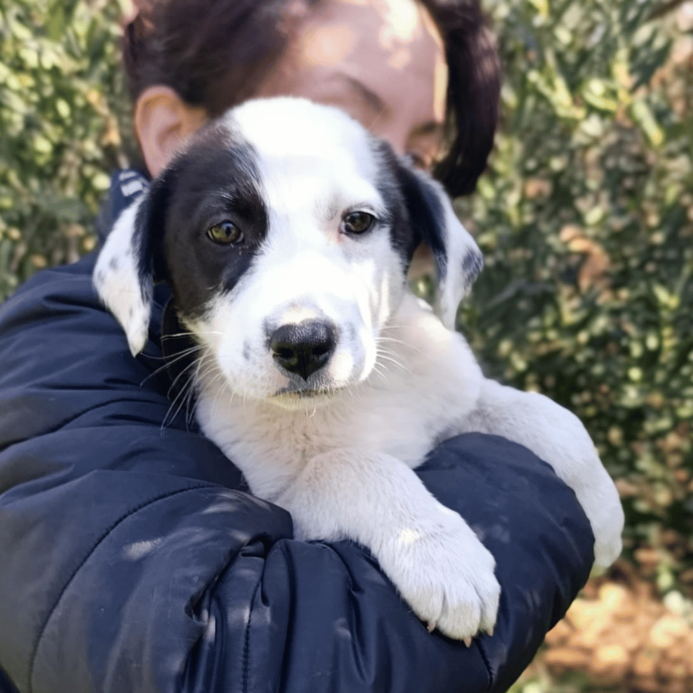 Hund adoptieren