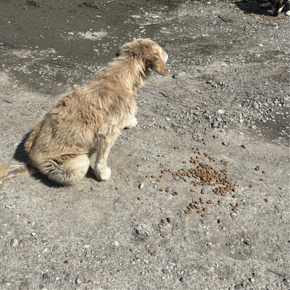 Rumänien-reise-april26-02