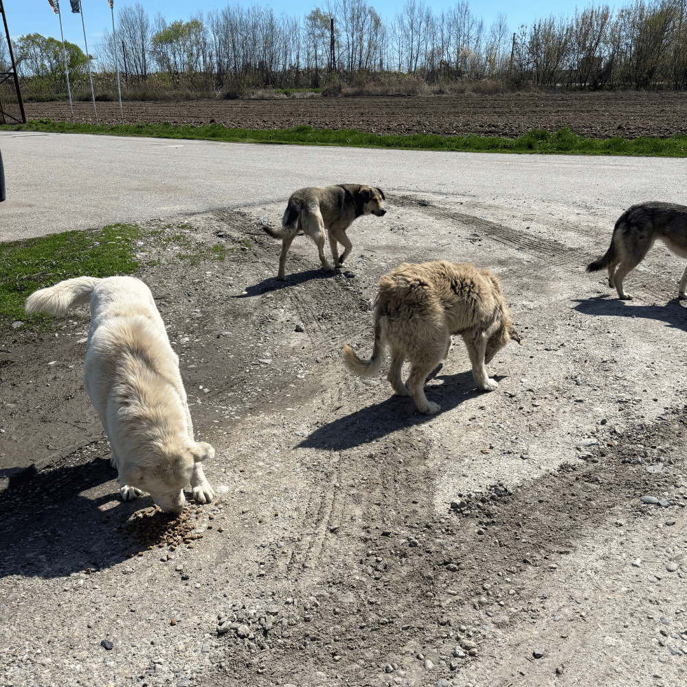 Rumänien-reise-april26-03