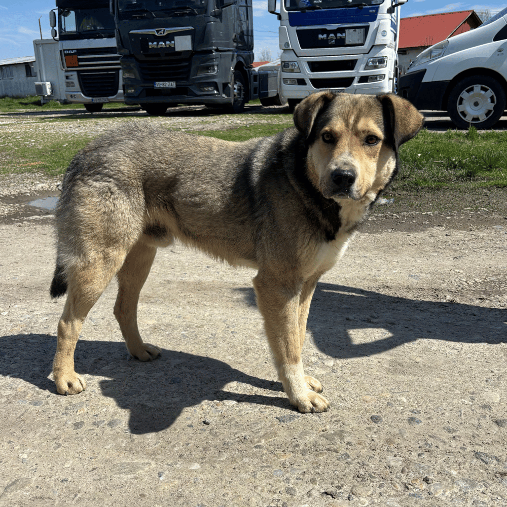 Rumänien-reise-april26-05