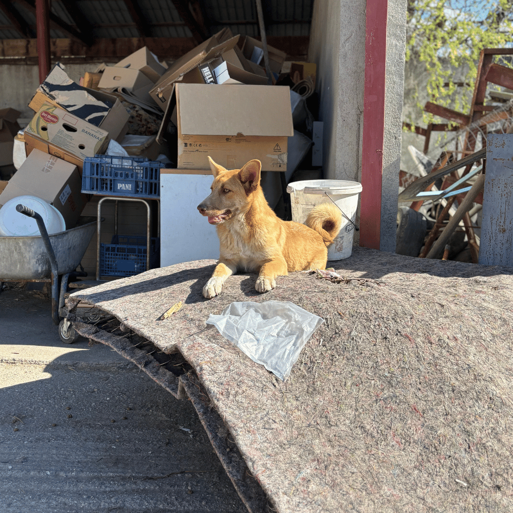 Rumänien-reise-april26-13