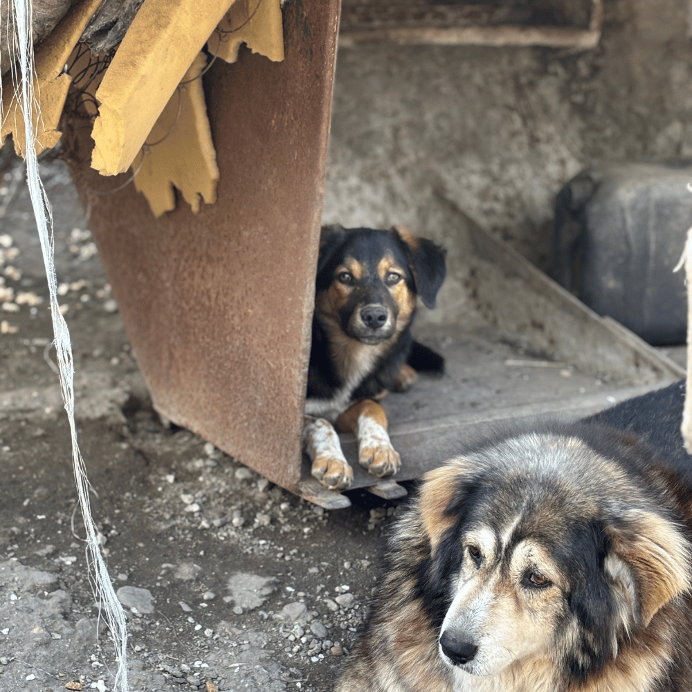 Rumänien-reise-april26-14