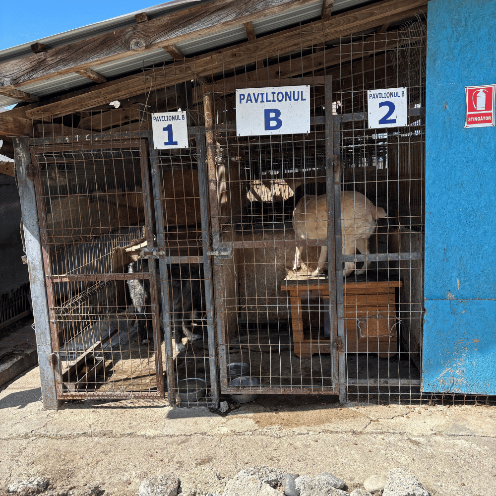 Rumänien-reise-april26-18