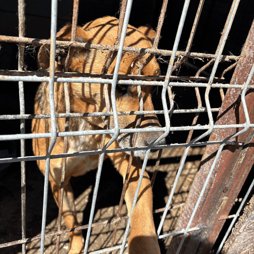 Rumänien-reise-april26-19