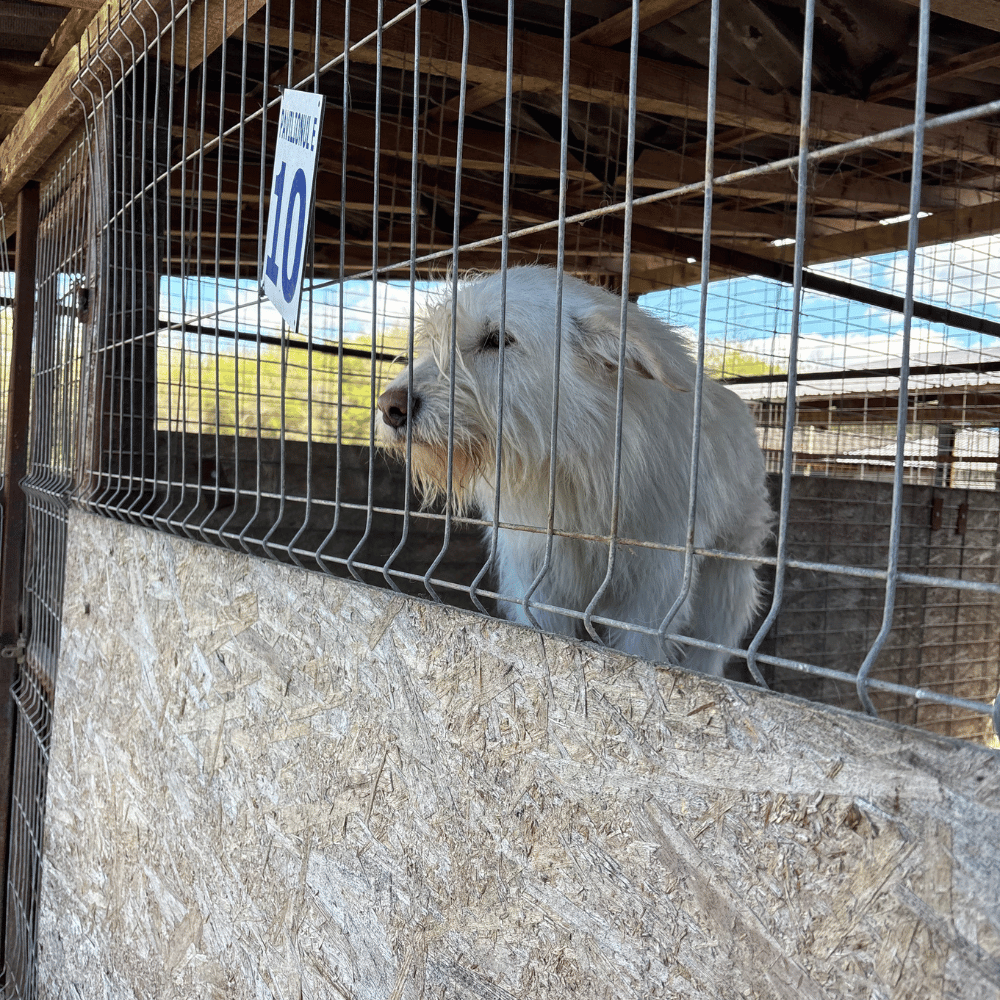 Rumänien-reise-april26-20