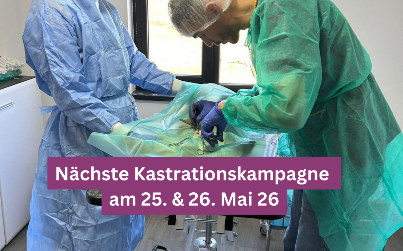 Kastrationskampagne_Vorschaudatei