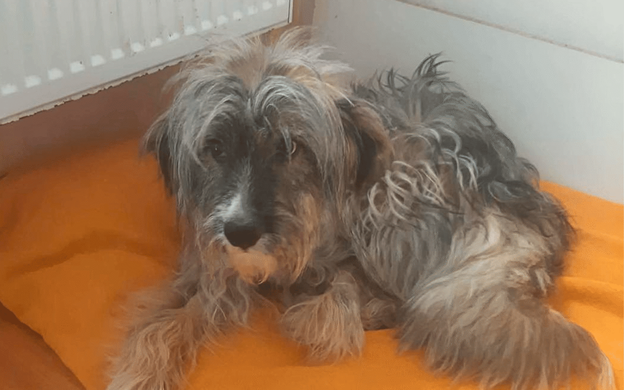 Kenzo_Vorschaudatei_050526