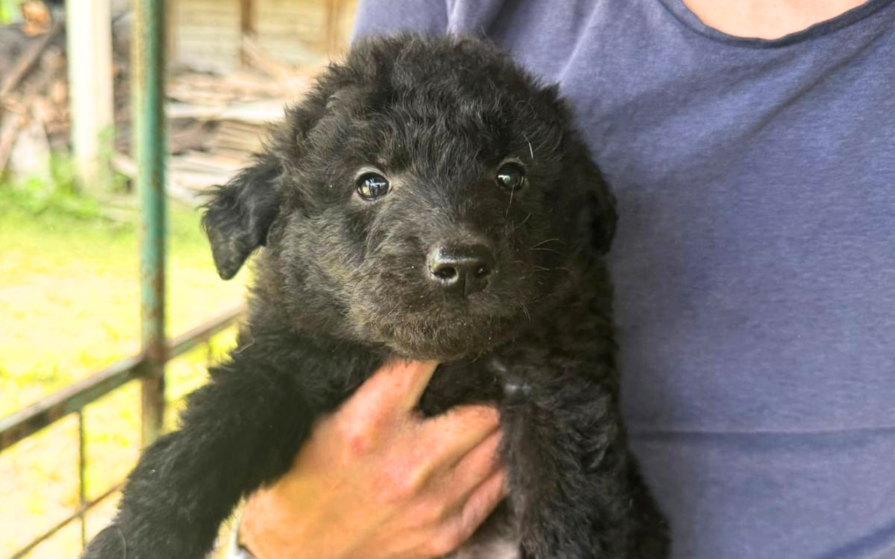 Vorschaudatei Blacky Juni26