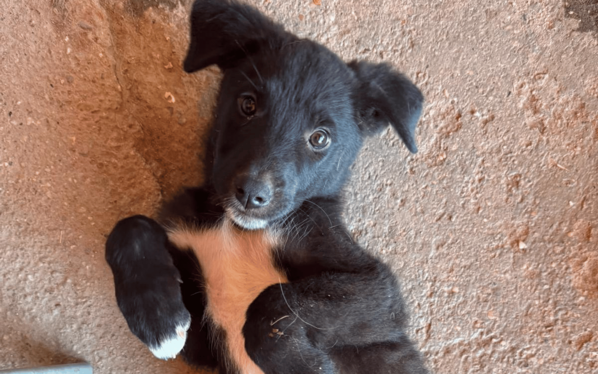 Cooper