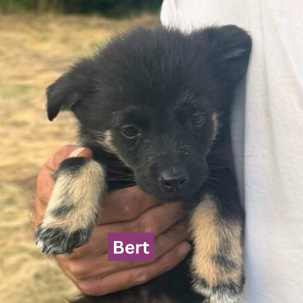 News_Bert_1.7.26