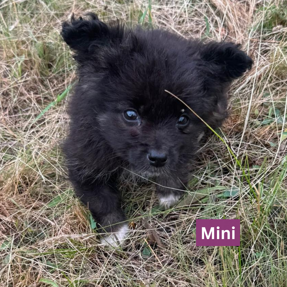News_Mini_1.7.26