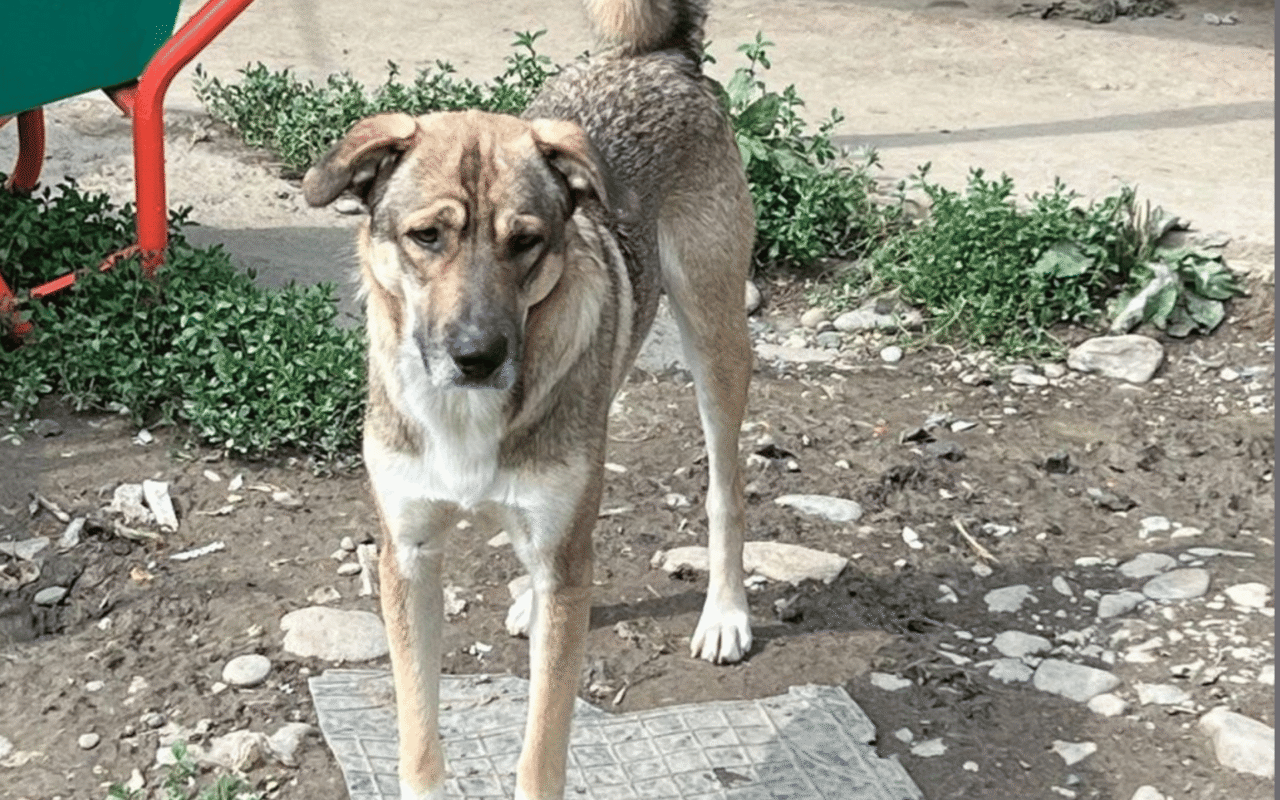 StrolchiBB1_72026