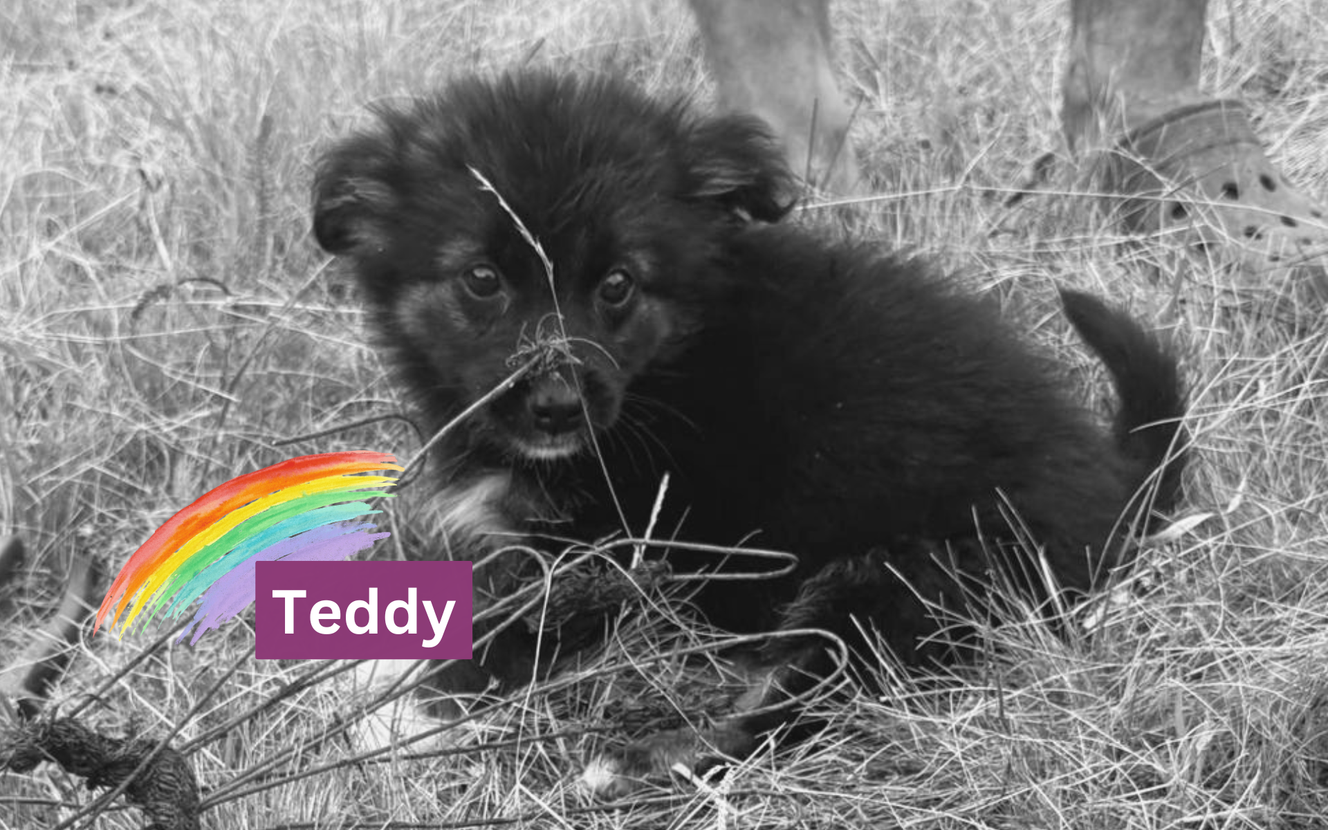 Vorschaudatei_News_Teddy_gestorben_1.7.26